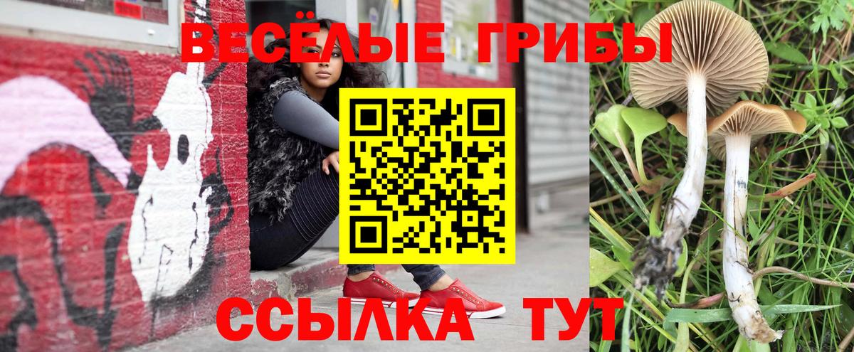 Галлюциногенные грибы Psilocybe  Вход с VPN  Сосновый Бор 